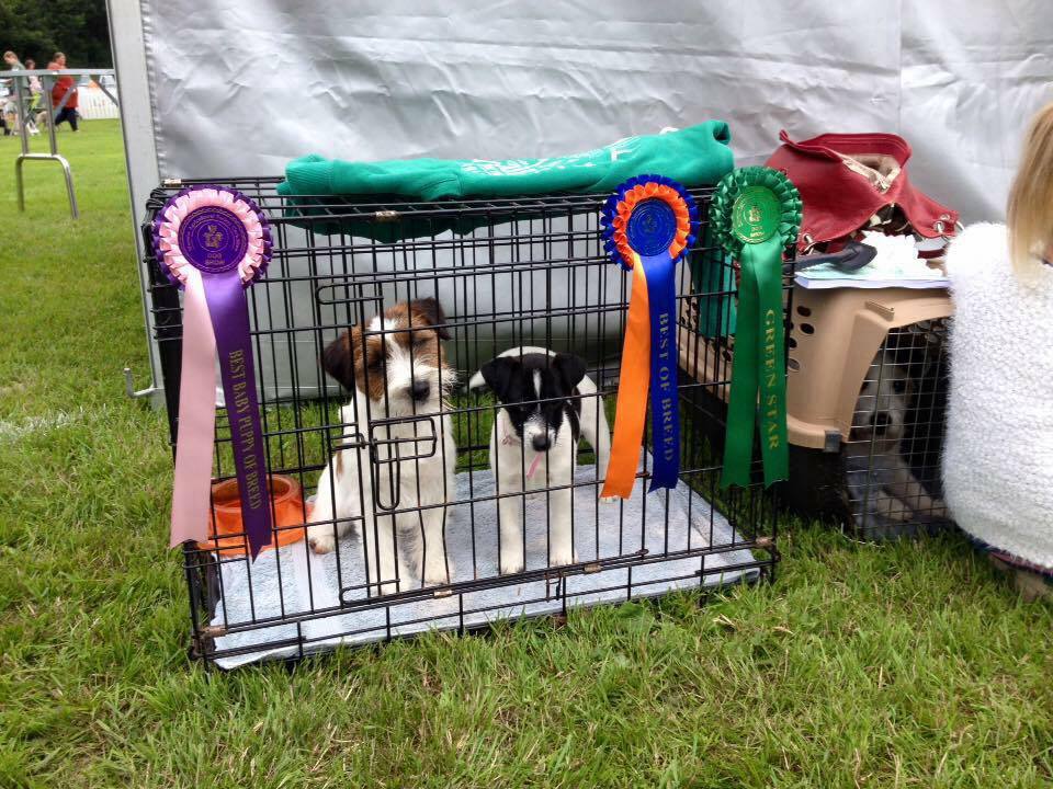 Tommy and his daughter Amy after winning Best of Breed and Best Puppy at a championship show.