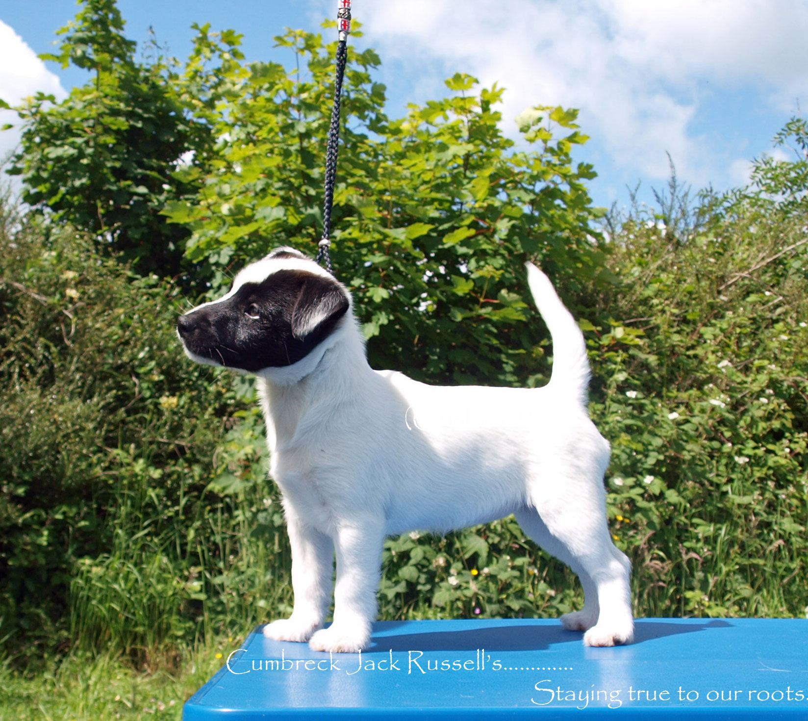 cumbreck jack russell